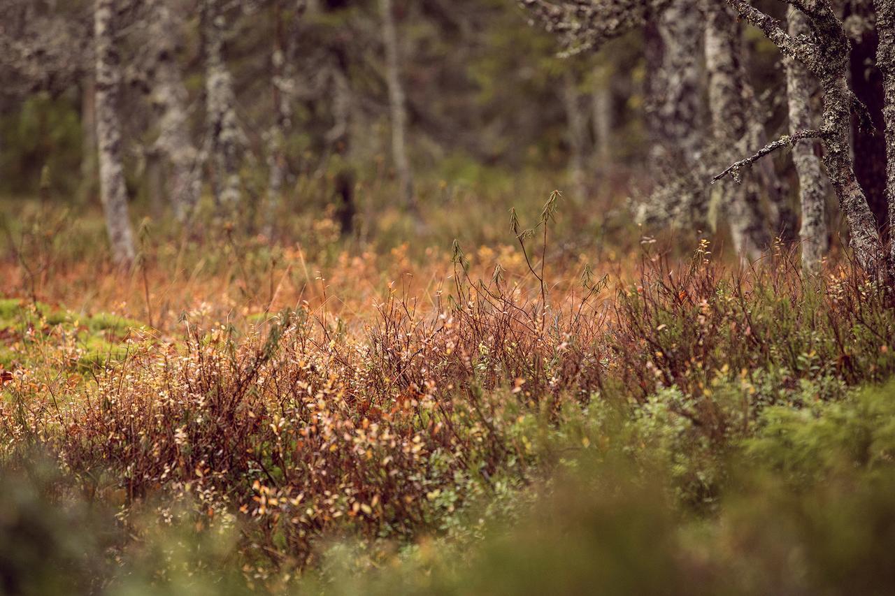Vuokatti Sport Chalets Bagian luar foto